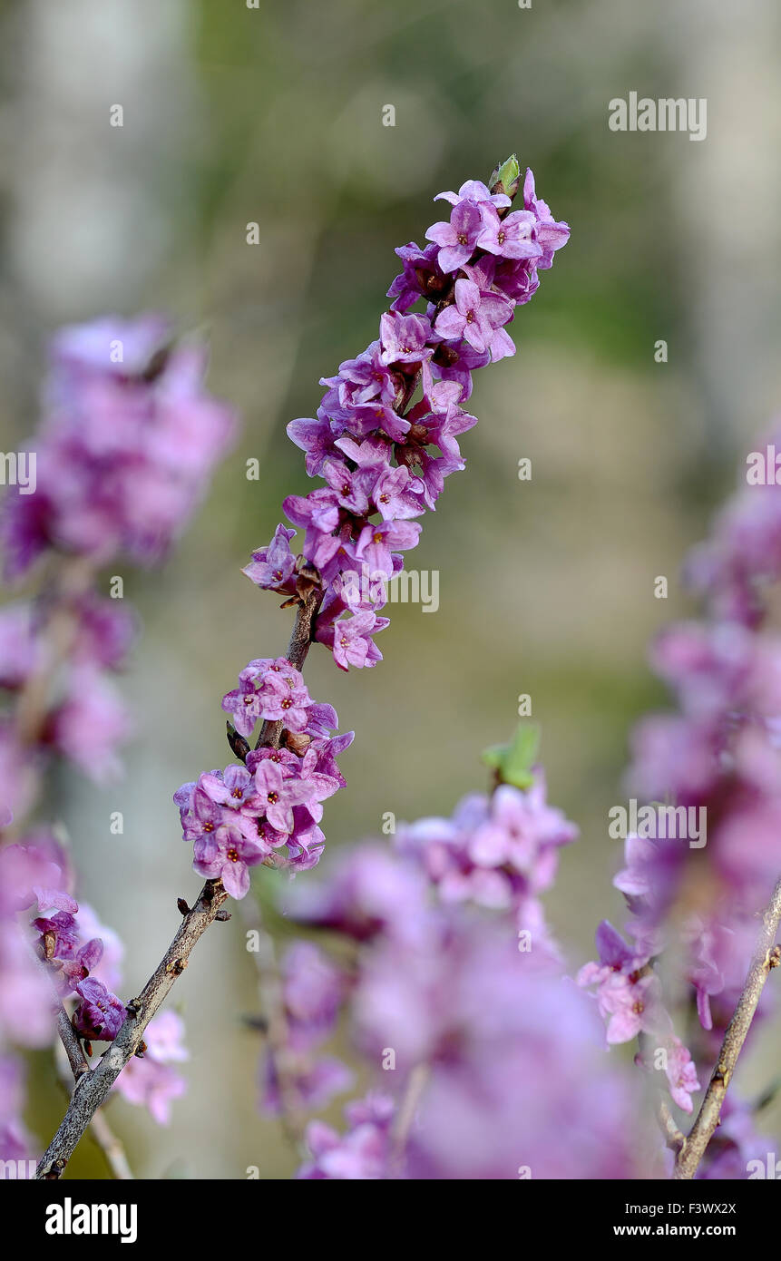 Daphne flower Stock Photo