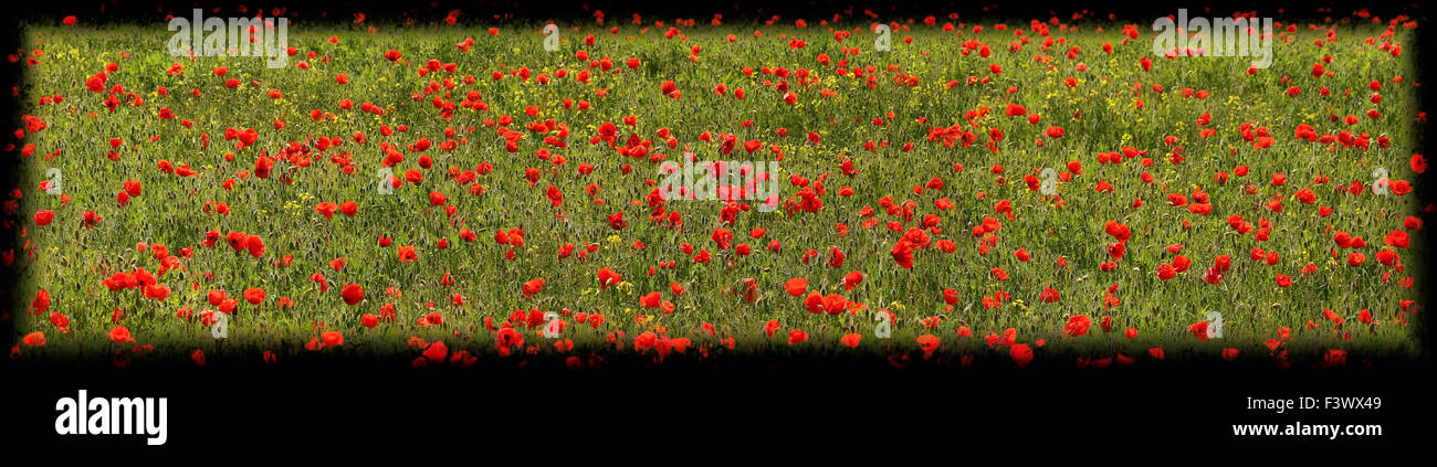 poppy flowers Stock Photo