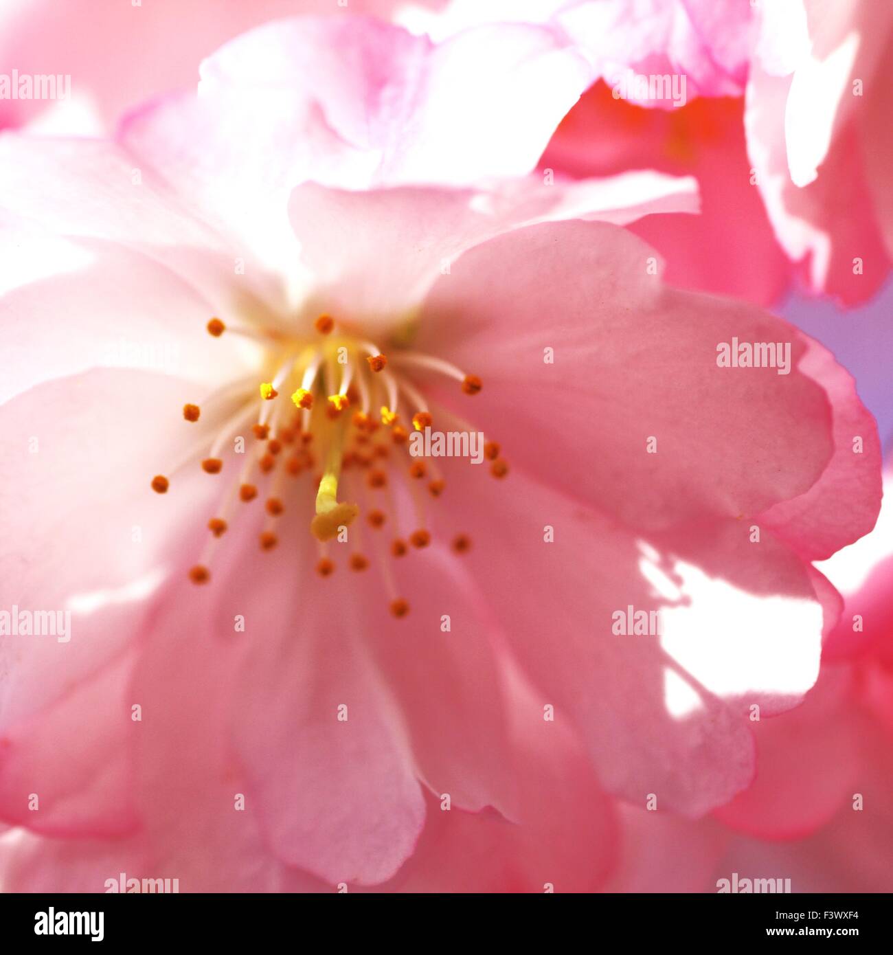 Japanese cherry Blossom in spring Stock Photo - Alamy