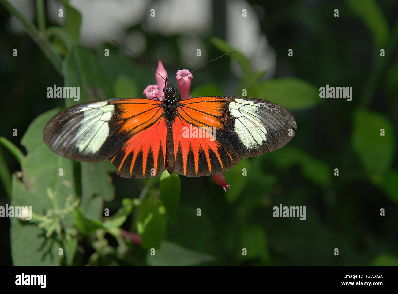 butterfly, kleiner Postbote Stock Photo