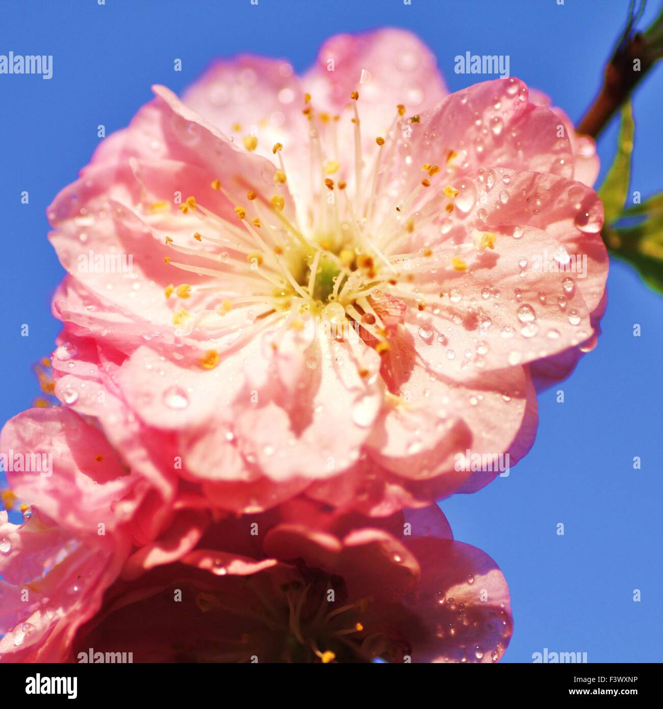 Almond blossom festivals hi-res stock photography and images - Alamy