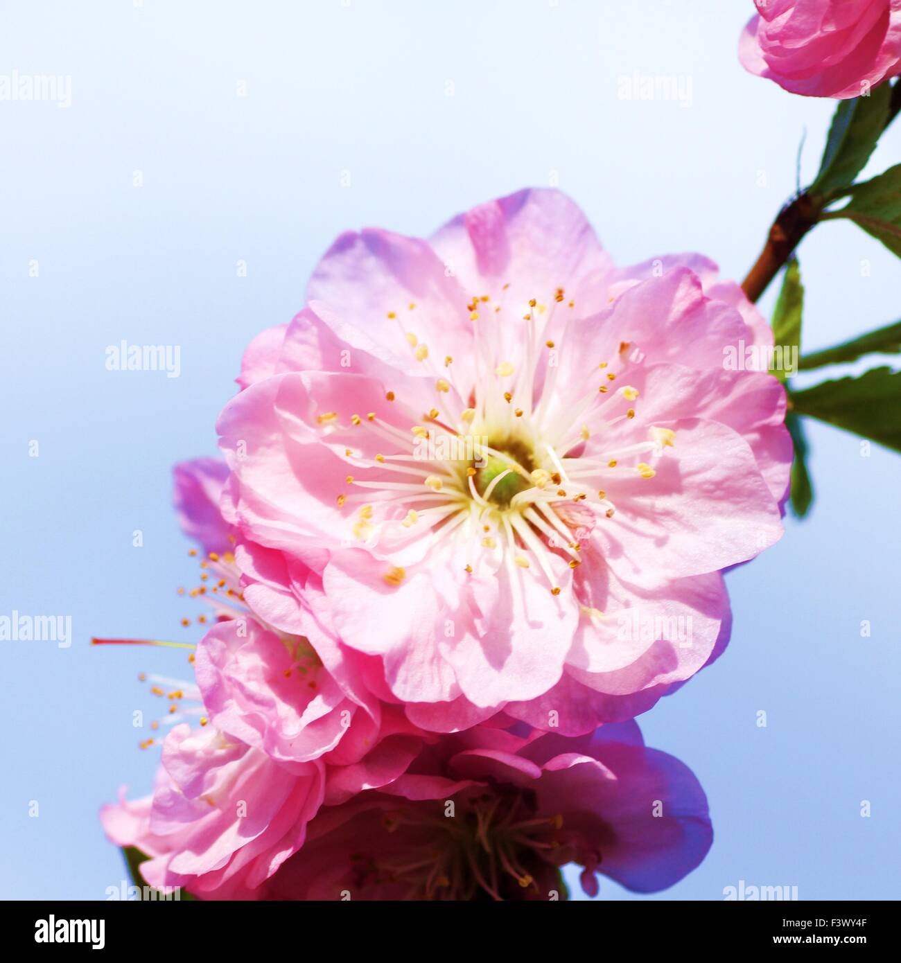Almond blossom festival hi-res stock photography and images - Alamy