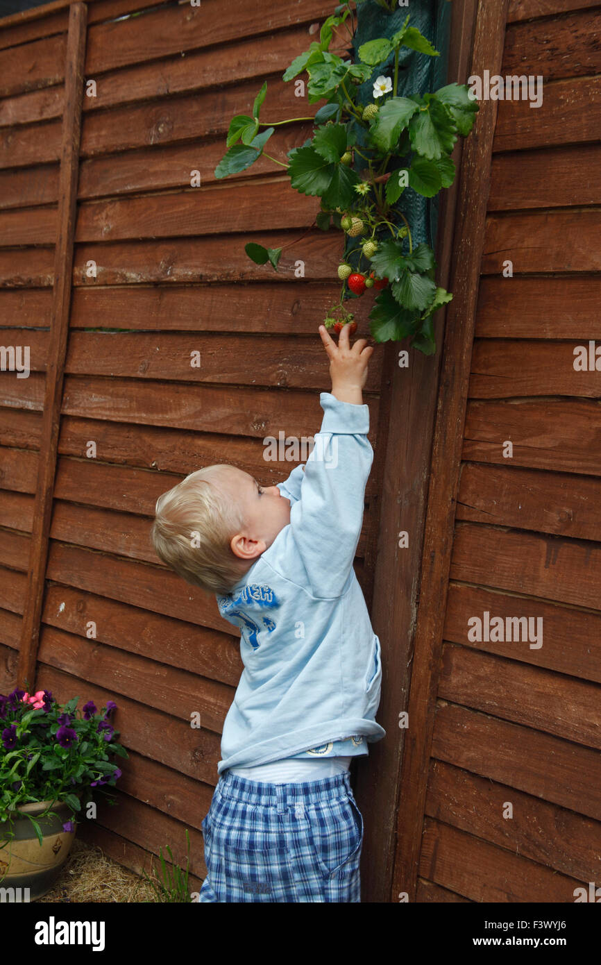 Toddler reaching for ripe strawberries in planter Stock Photo