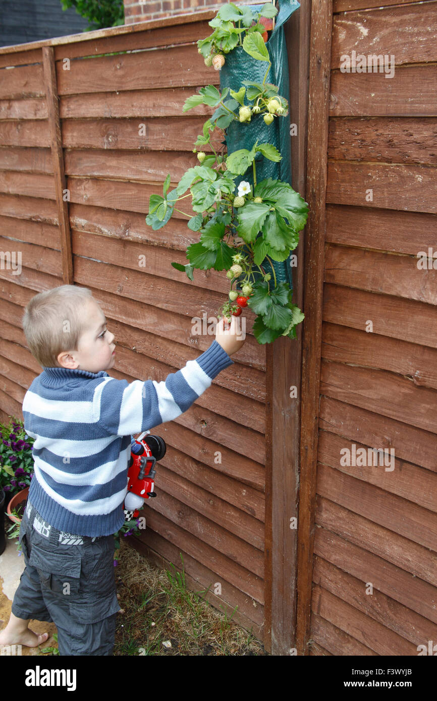Small boy picking ripe strawberries growing in wall planter Stock Photo