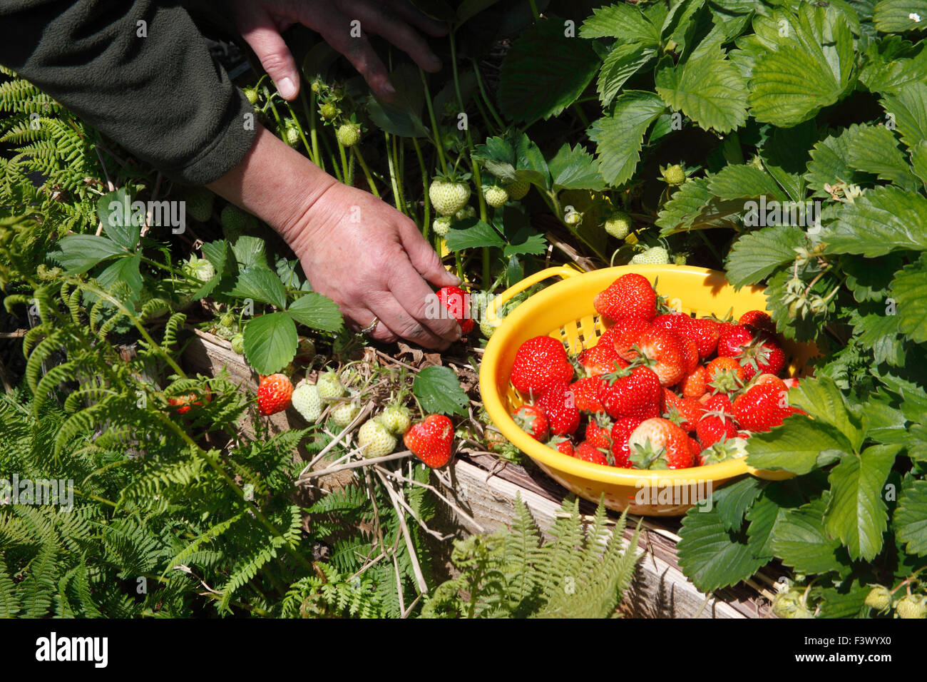 Picking strawberries growing in raised bed Stock Photo