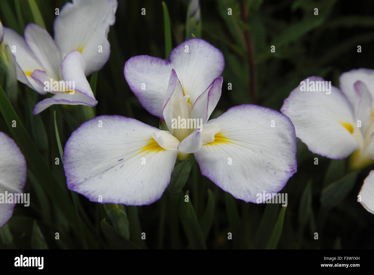 Iris ensata 'Gracieuse' close up of flower Stock Photo
