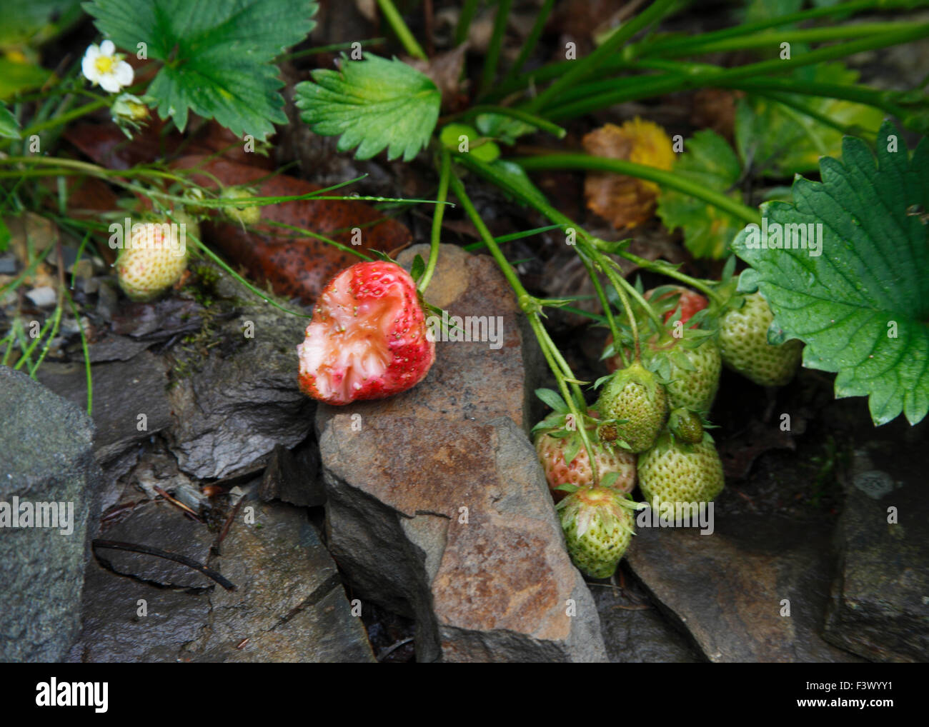 Bird damage to ripening strawberry Stock Photo