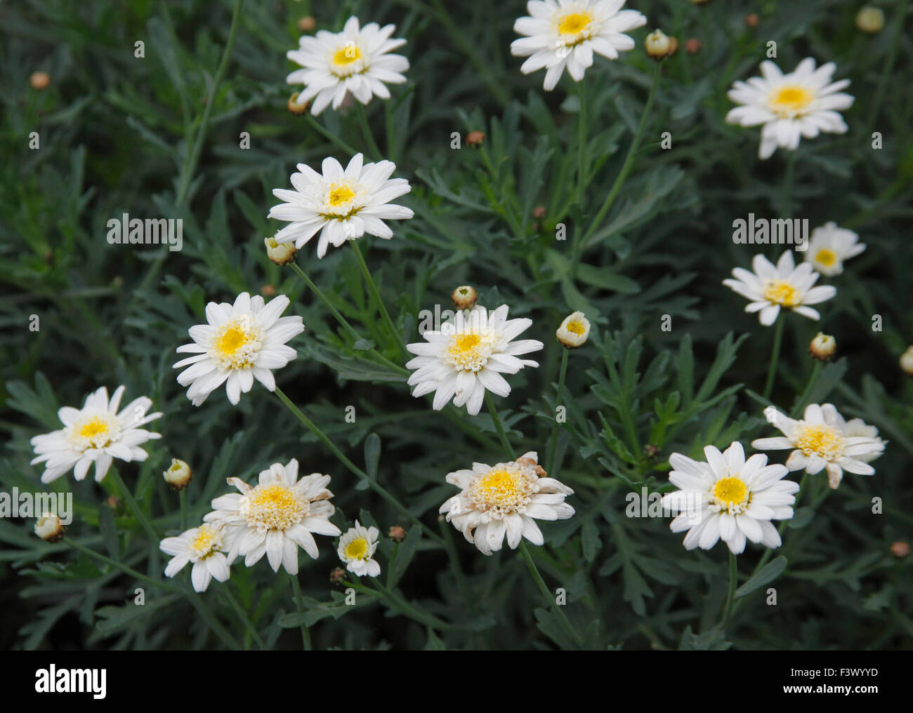 Agryanthemum frutescens Molimba XL Duplo White 'Argydowitis' plant in flower Stock Photo