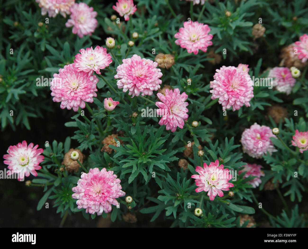 Agryanthemum Summersong Blush Pink plant in flower Stock Photo