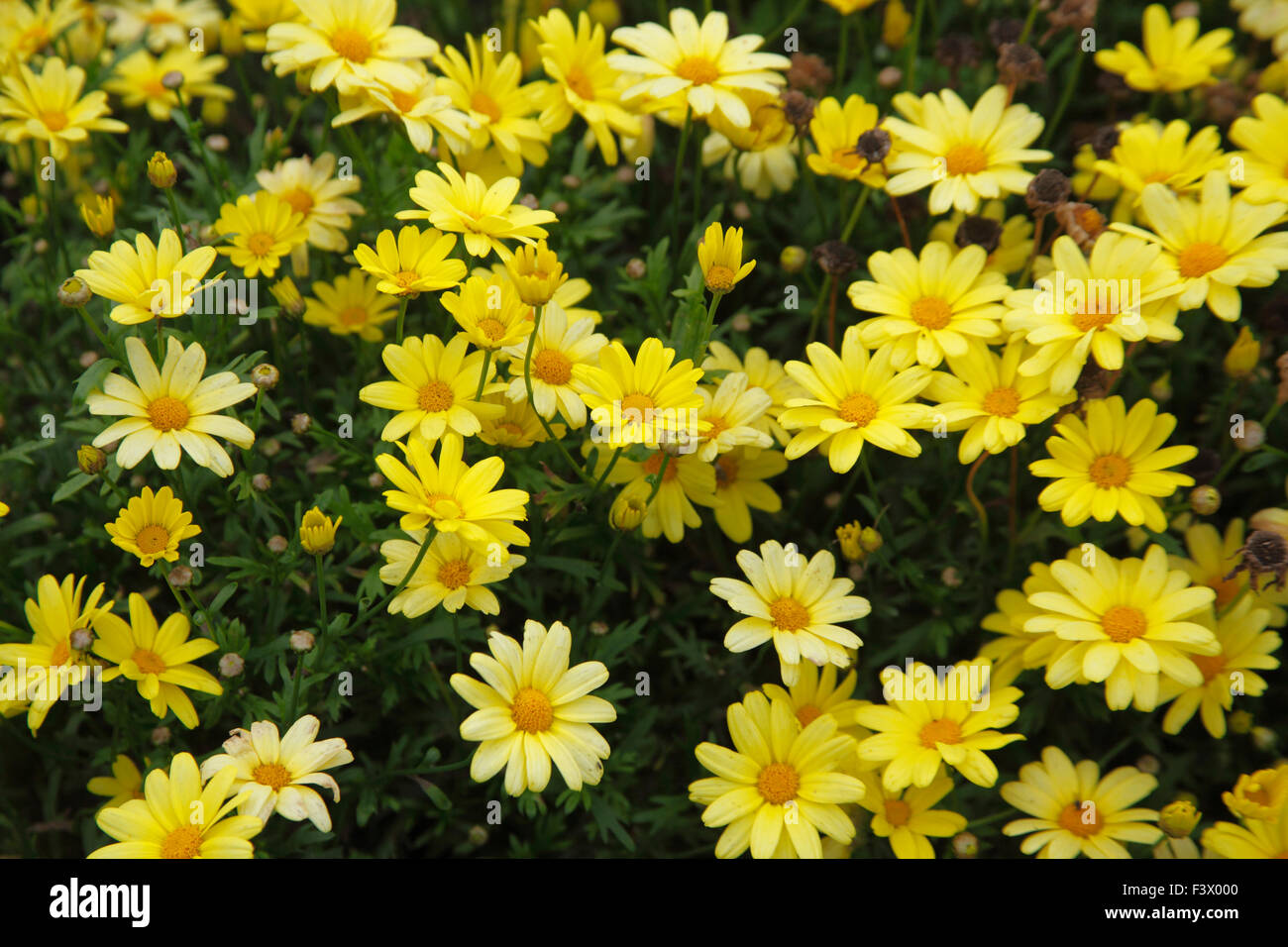 Agryanthemum frutescens Beauty yellow 'Wesaryel' close up of flowers Stock Photo