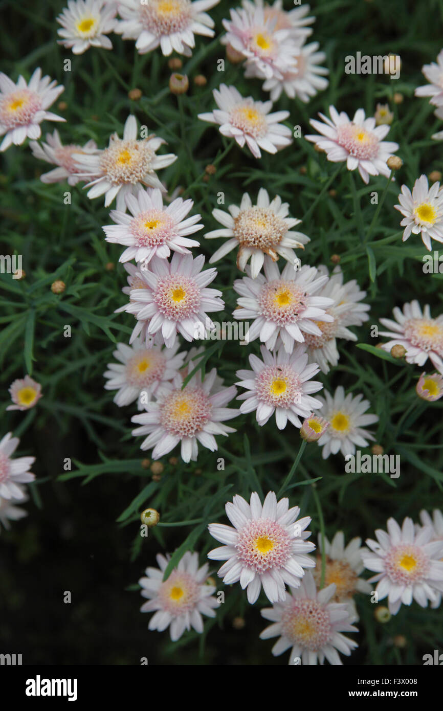 Agryanthemum frutescens Cymbals light Pink 'Sun 30' plant in flower Stock Photo