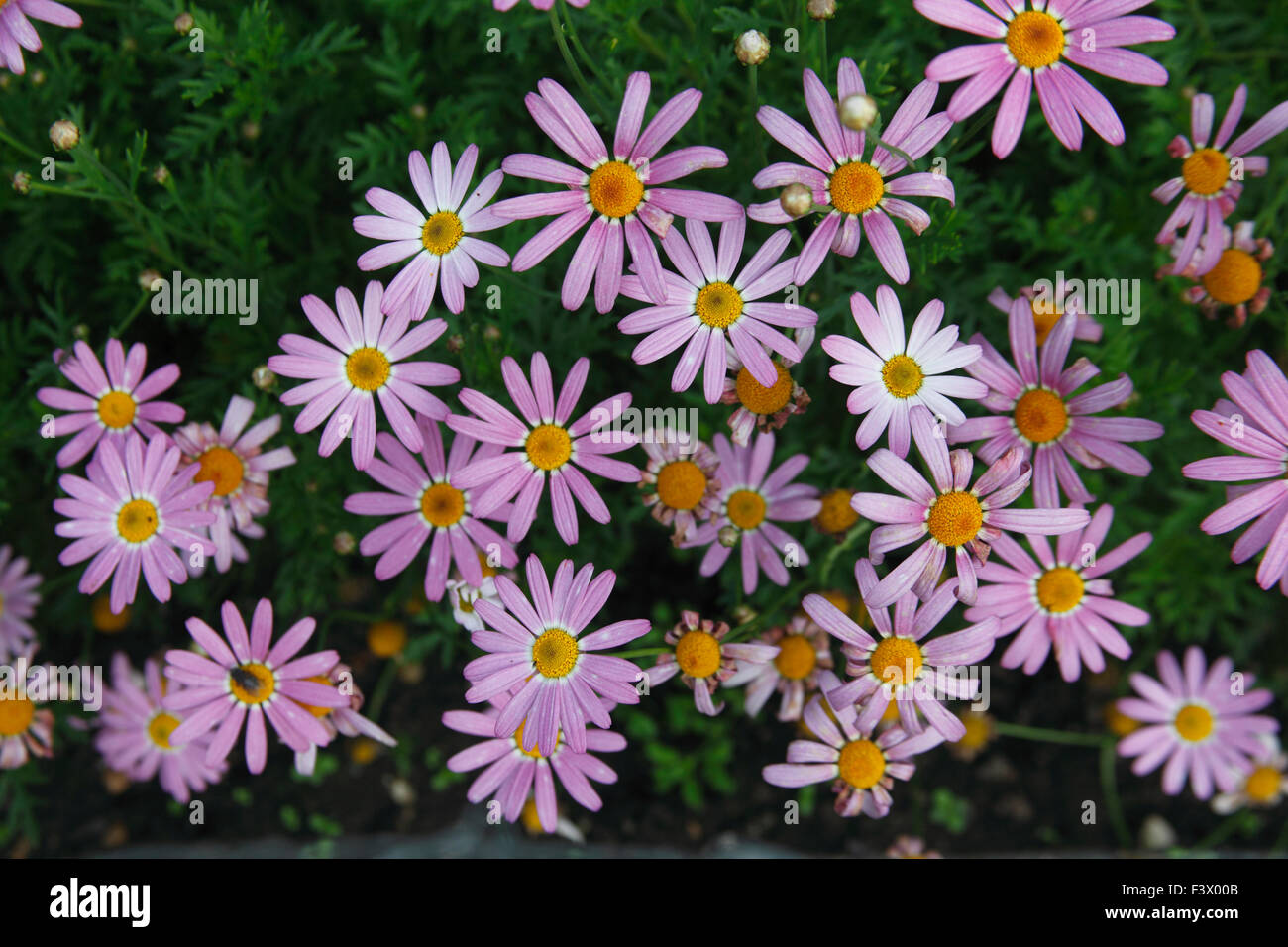 Agryanthemum 'Weymouth Surprise' plant in flower Stock Photo