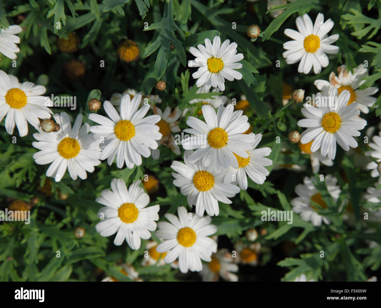 Agryanthemum 'Millenium Star' plant in flower Stock Photo