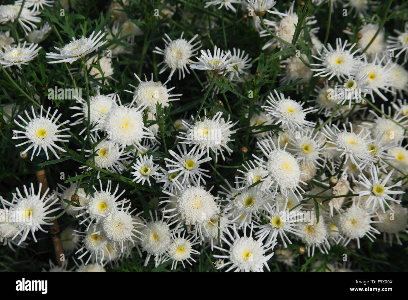 Agryanthemum 'Starlight' plants in flower Stock Photo