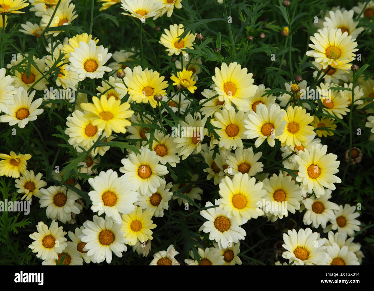 Agryanthemum frutescens 'Jamaica Primrose' close up of flowers Stock Photo