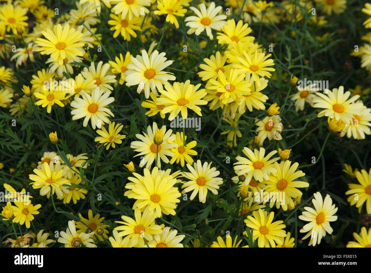 Agryanthemum frutescens 'Jamaica Primrose' close up of flowers Stock Photo