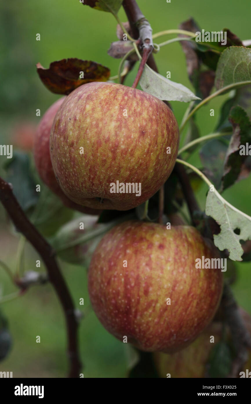 Malus domestica 'Cameo Cauliflighti' Apple close up of fruit Stock Photo