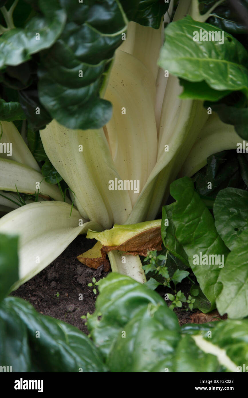 Beta Vulgaris cicla Swiss Chard close up of plant Stock Photo