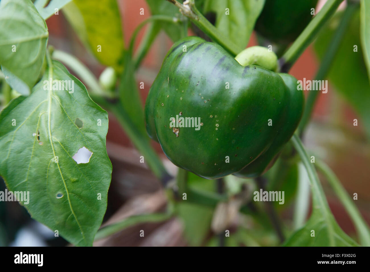 Capsicum annuum 'Sweet Mango' Pepper close up of ripening fruit Stock Photo