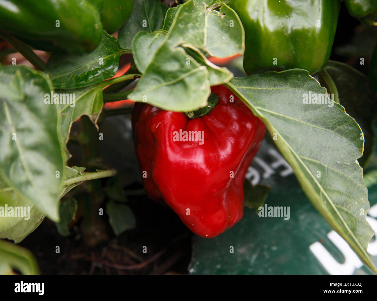 Capsicum annuum redskin pepper close hires stock photography and
