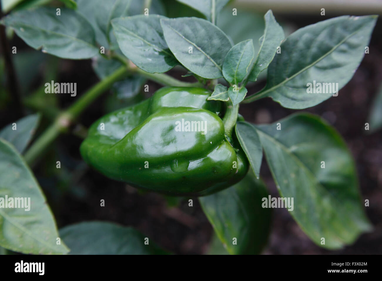 Capsicum annuum 'Redskin' Pepper close up of maturing fruit Stock Photo