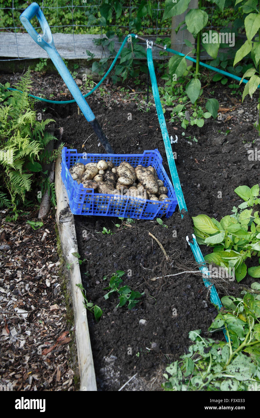 Harvesting 'Arran Pilot' Potatoes on a raised bed Stock Photo