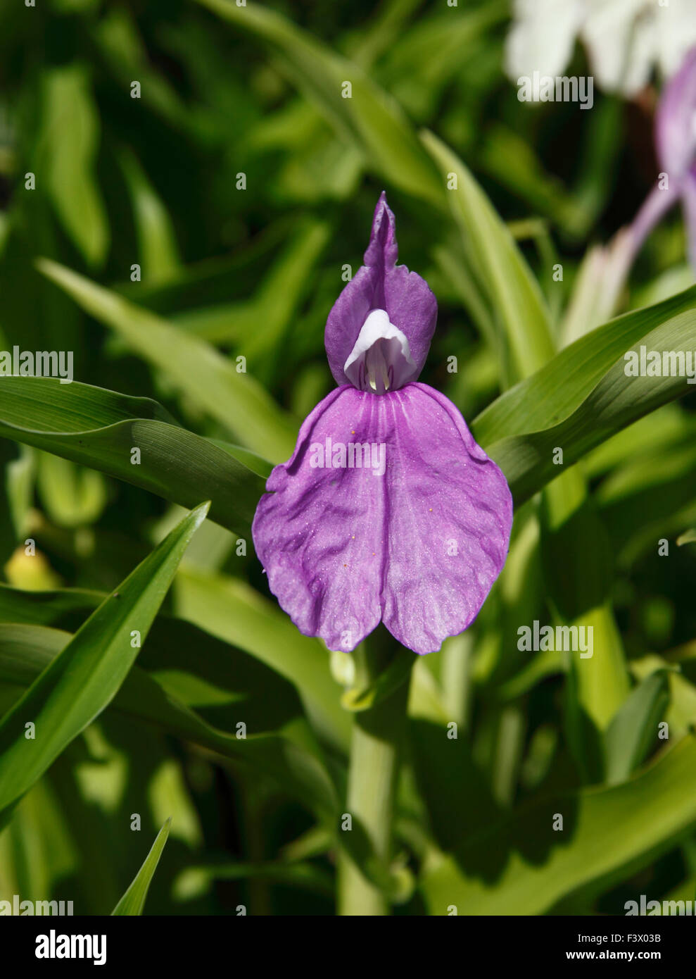 Roscoea cultivars close up of flowers Stock Photo