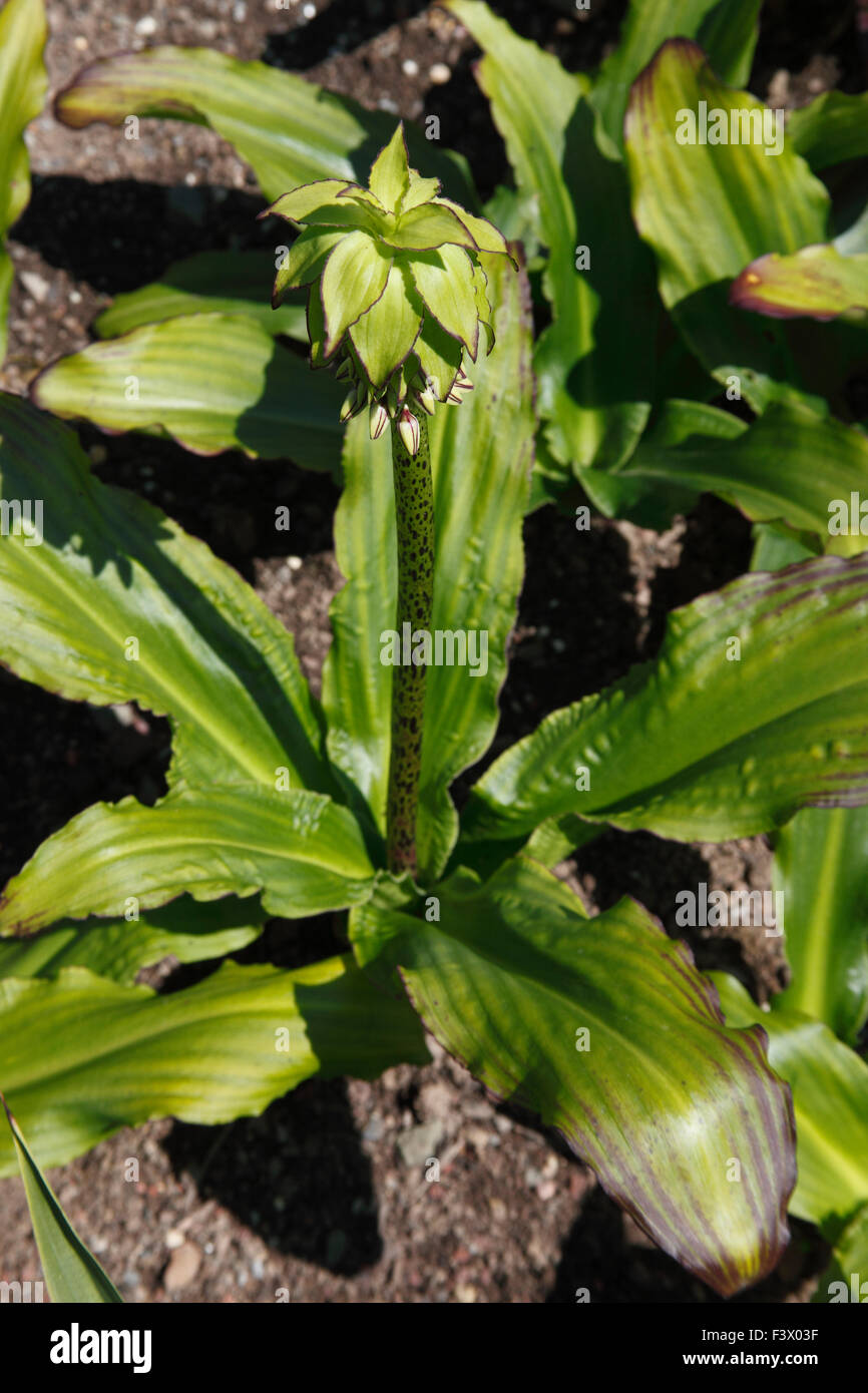 Eucomis bicolor plant in flower Stock Photo