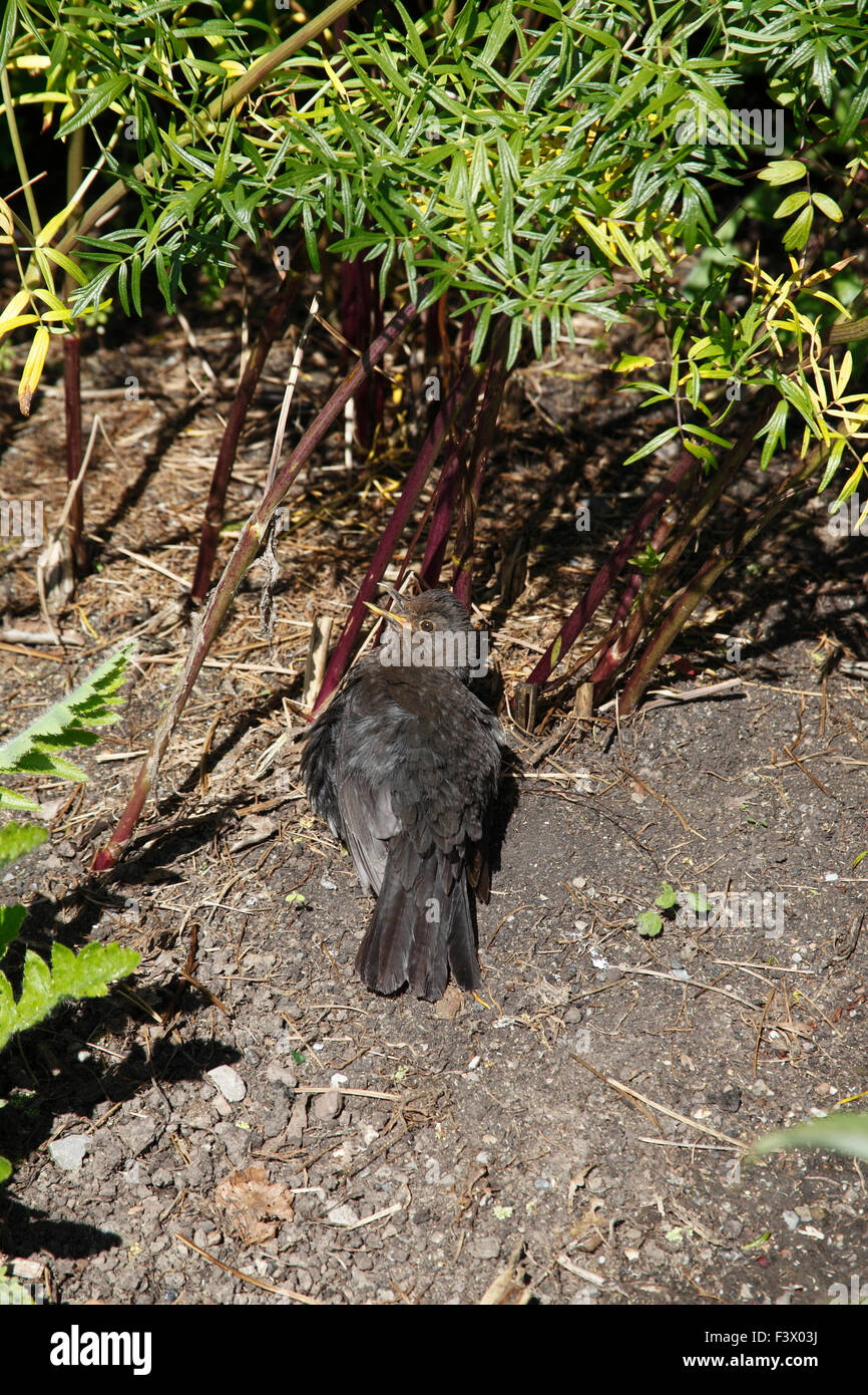 Turdus merula Blackbird sunbathing in garden Stock Photo