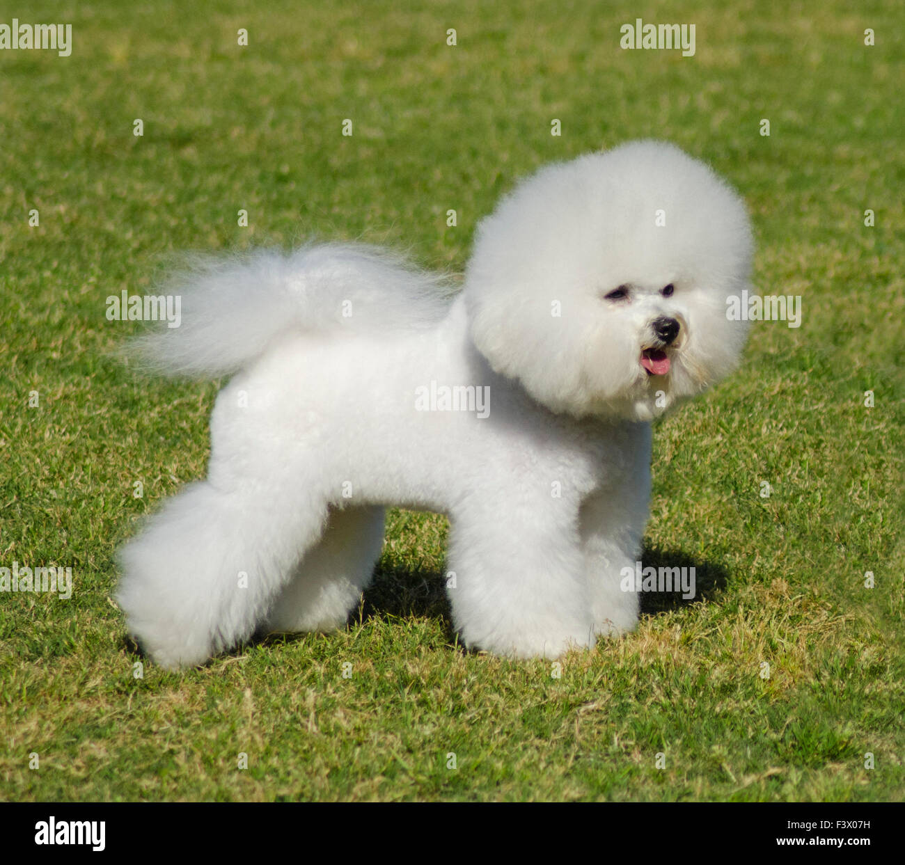 Bichon Frise (curly lap dog) puppy. A small breed of dog of the Bichon  type. The Bichon Frise is a member of the Non-Sporting Group of dog breeds  in t Stock Photo -