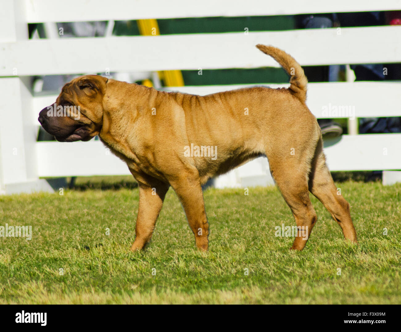 A profile view of a beautiful red fawn Chinese Shar Pei dog standing on the lawn, distinctive for its deep wrinkles and consider Stock Photo