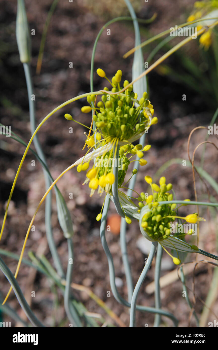 Allium flavum plant in flower Stock Photo
