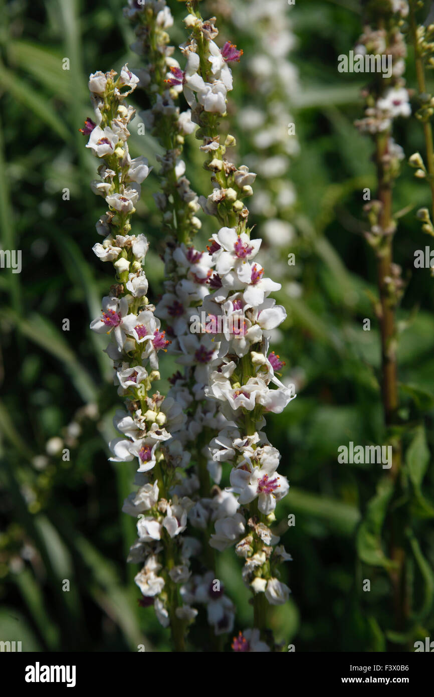 Verbascum chaixii 'Album' close up of flower Stock Photo
