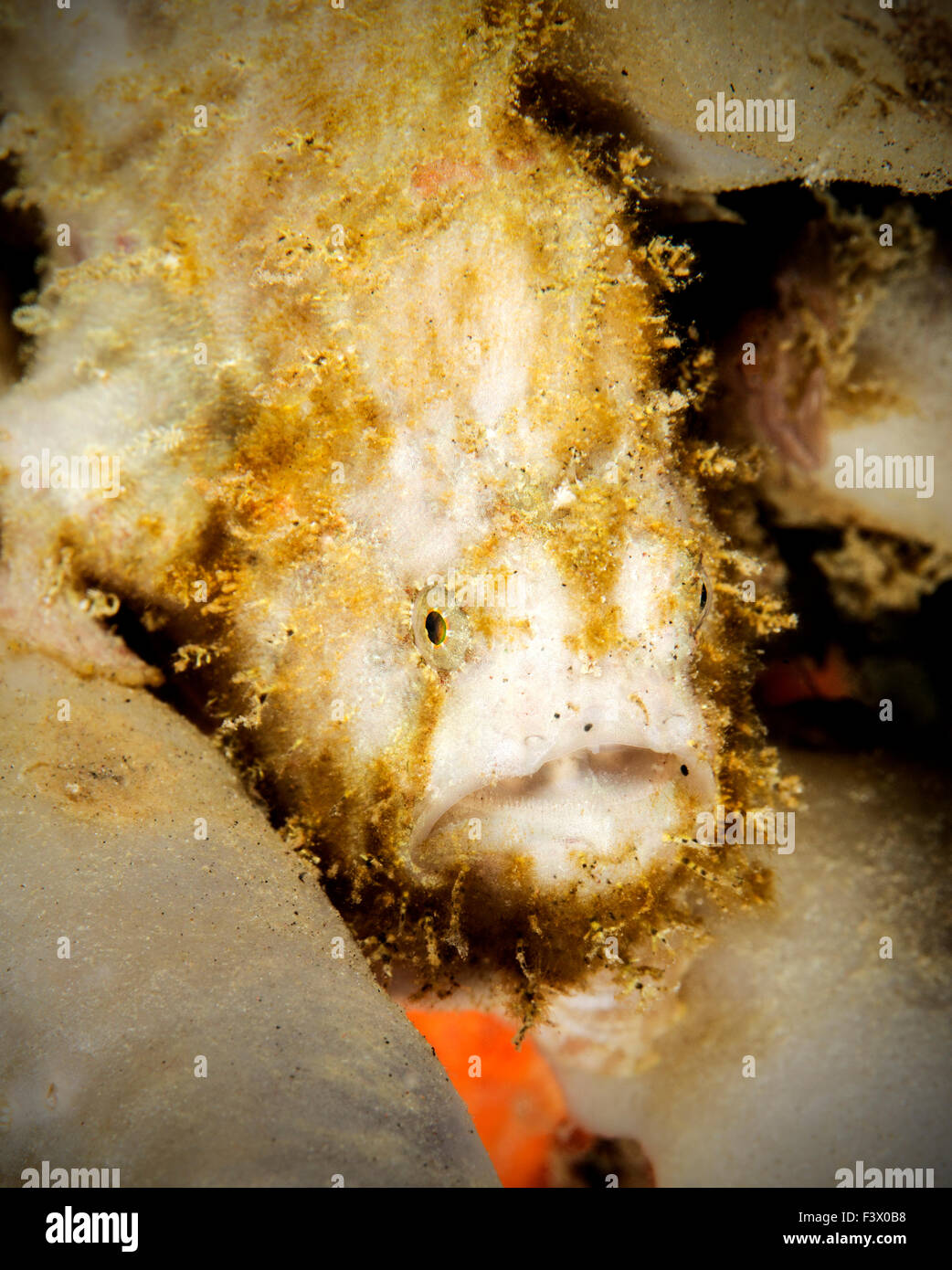 White Painted Frogfish Hiding in a Sponge Stock Photo