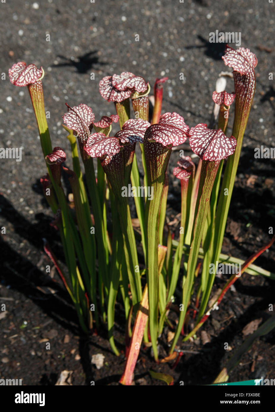 Sarracenia x excellens close up of plant Stock Photo
