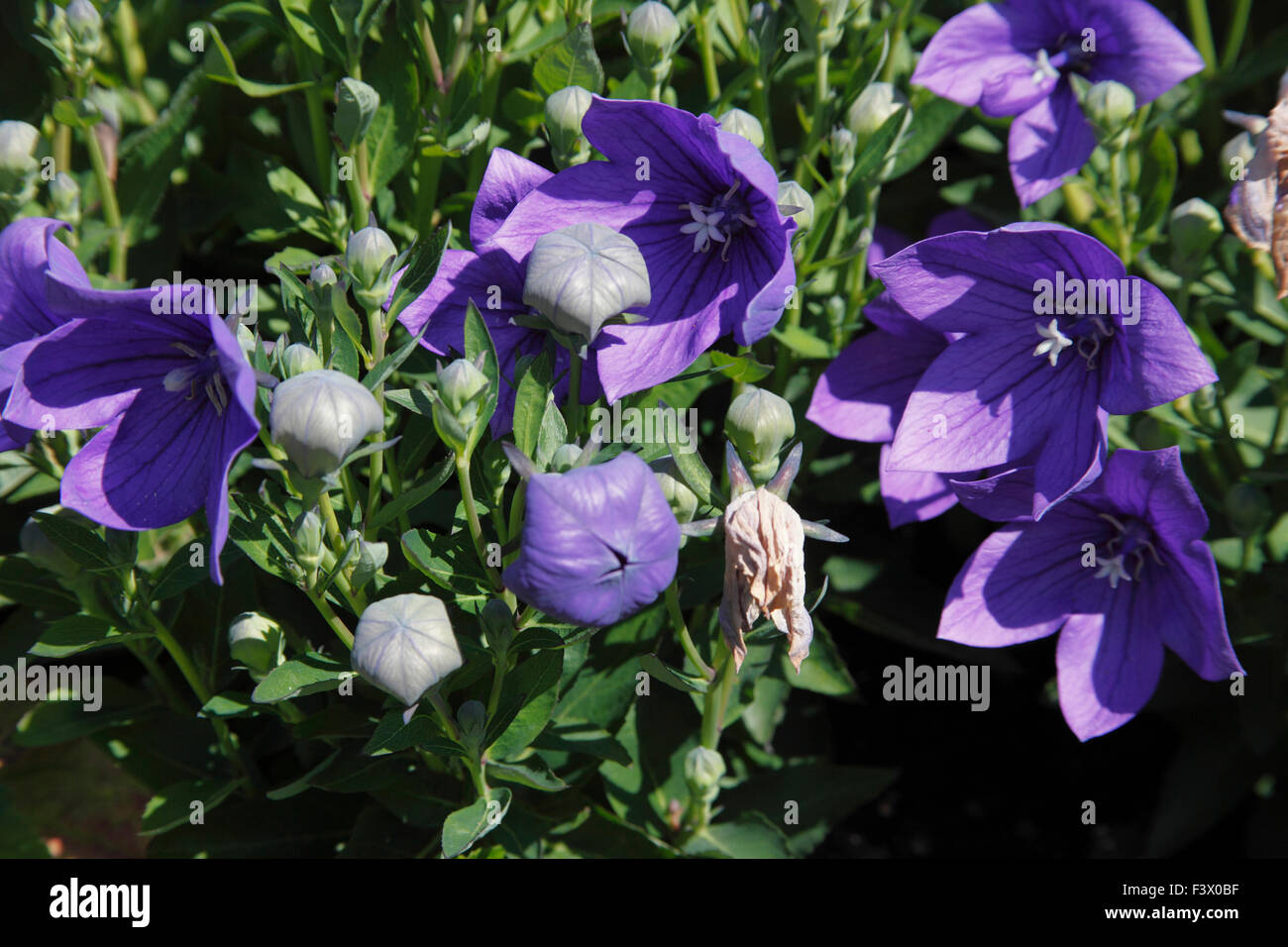 Platycodon grandiflorus 'Mariesii' close up of flowers Stock Photo