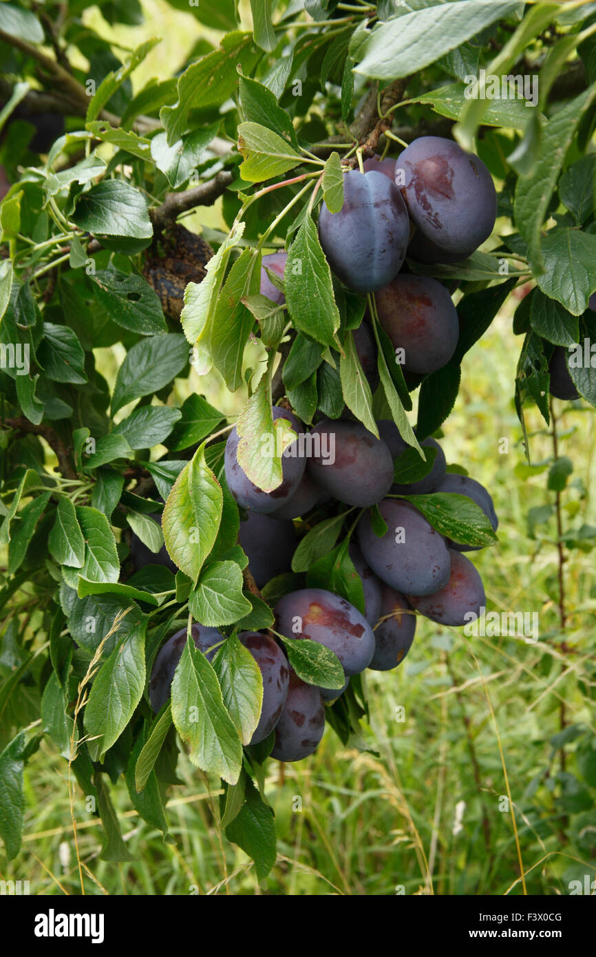 Prunus domestica plum ripe fruit weighs down the branch Stock Photo