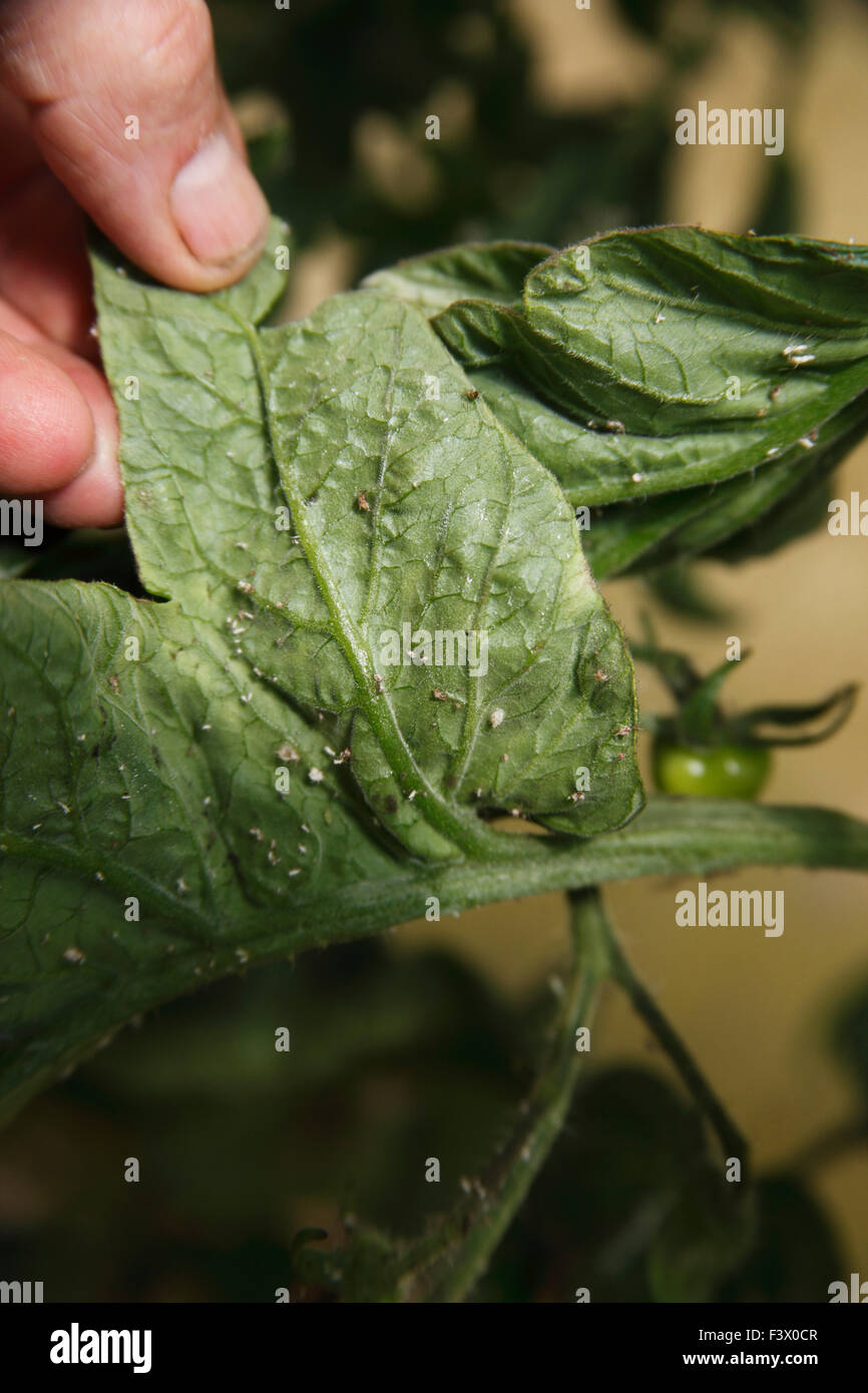 Trialeurodes vaporarium White fly on the underside of tomato leaves
