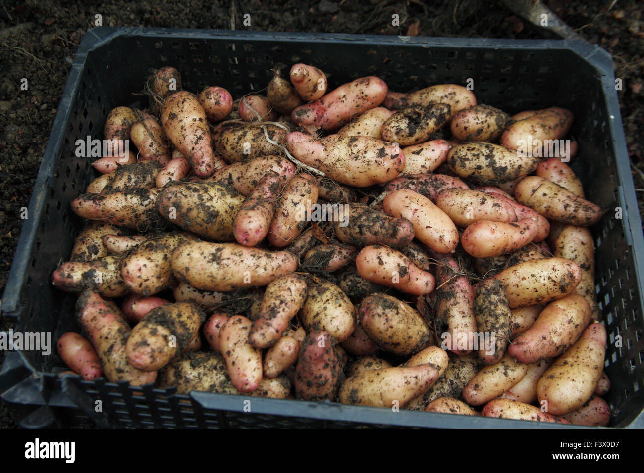 Solanum tuberosum 'Pink Fir Apple' potato close up of freshly dug potatoes Stock Photo
