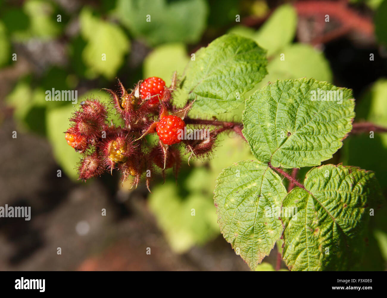 Rubus phoenicolasius Japanese Wineberry close up of ripe fruit Stock Photo
