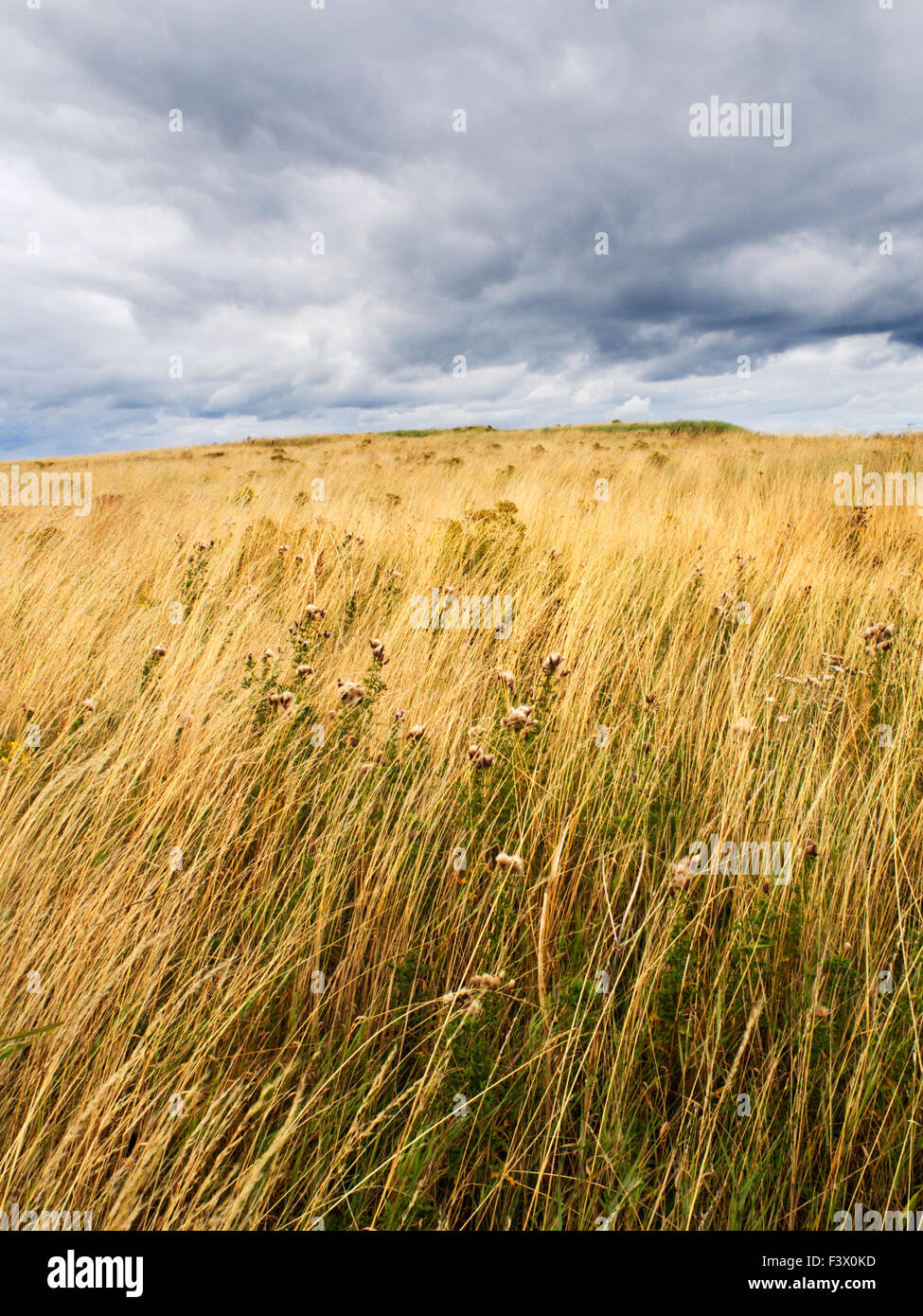 Dune Grasses under a Dark Sky near Amble Northumberland England Stock