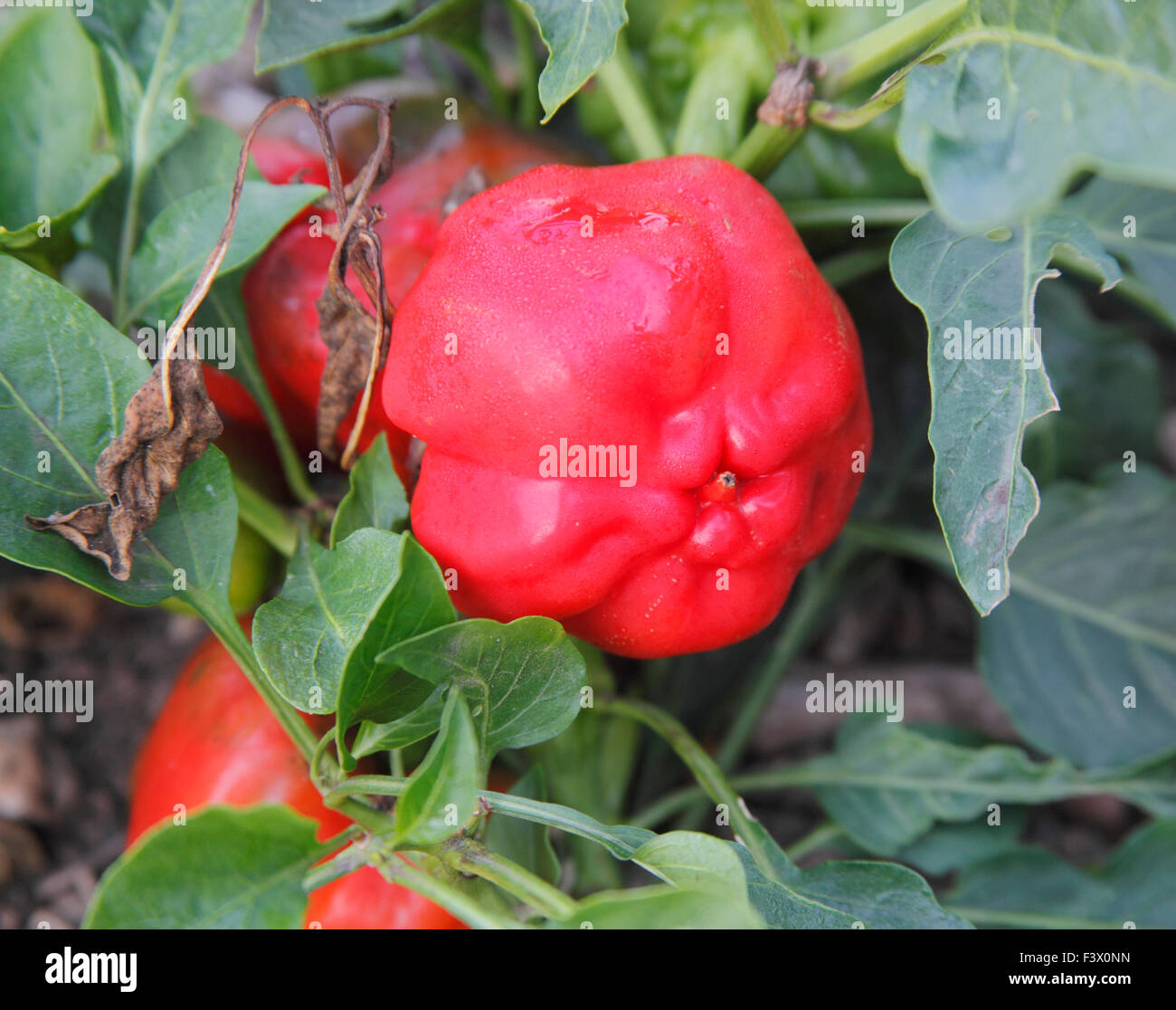 Capsicum annuum pepper close up of ripe fruit Stock Photo