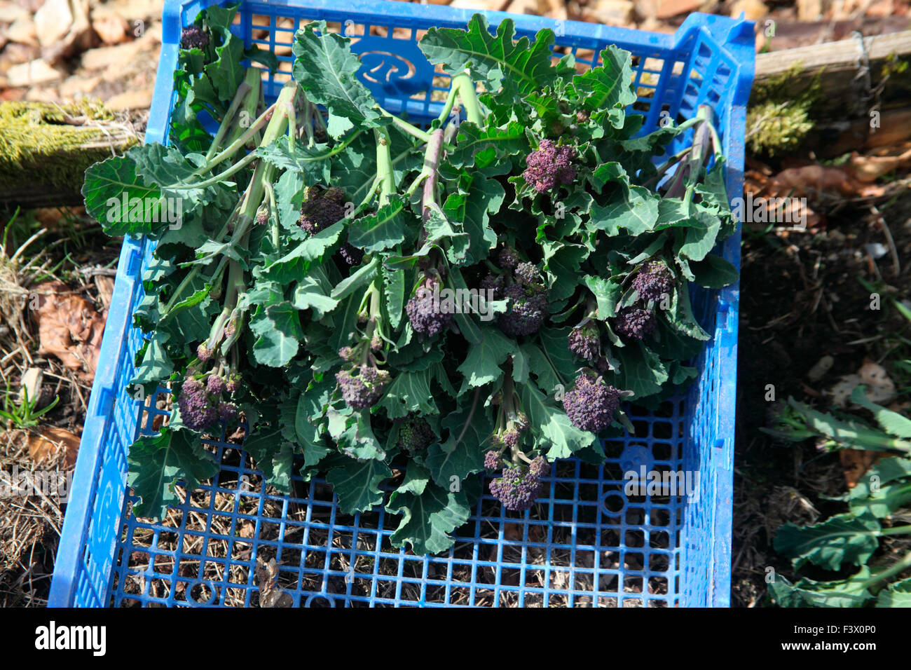 Brassica oleracea 'Purple Sprouting' Broccoli close up of harvested sprouts Stock Photo