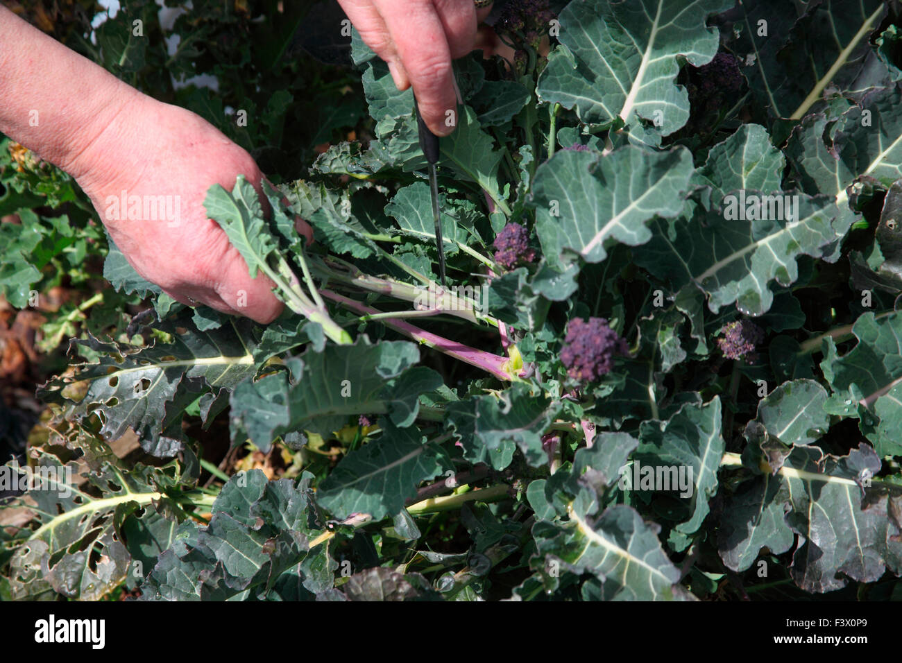 Brassica oleracea 'Purple Sprouting' Broccoli using a knife to harvest mature curds Stock Photo