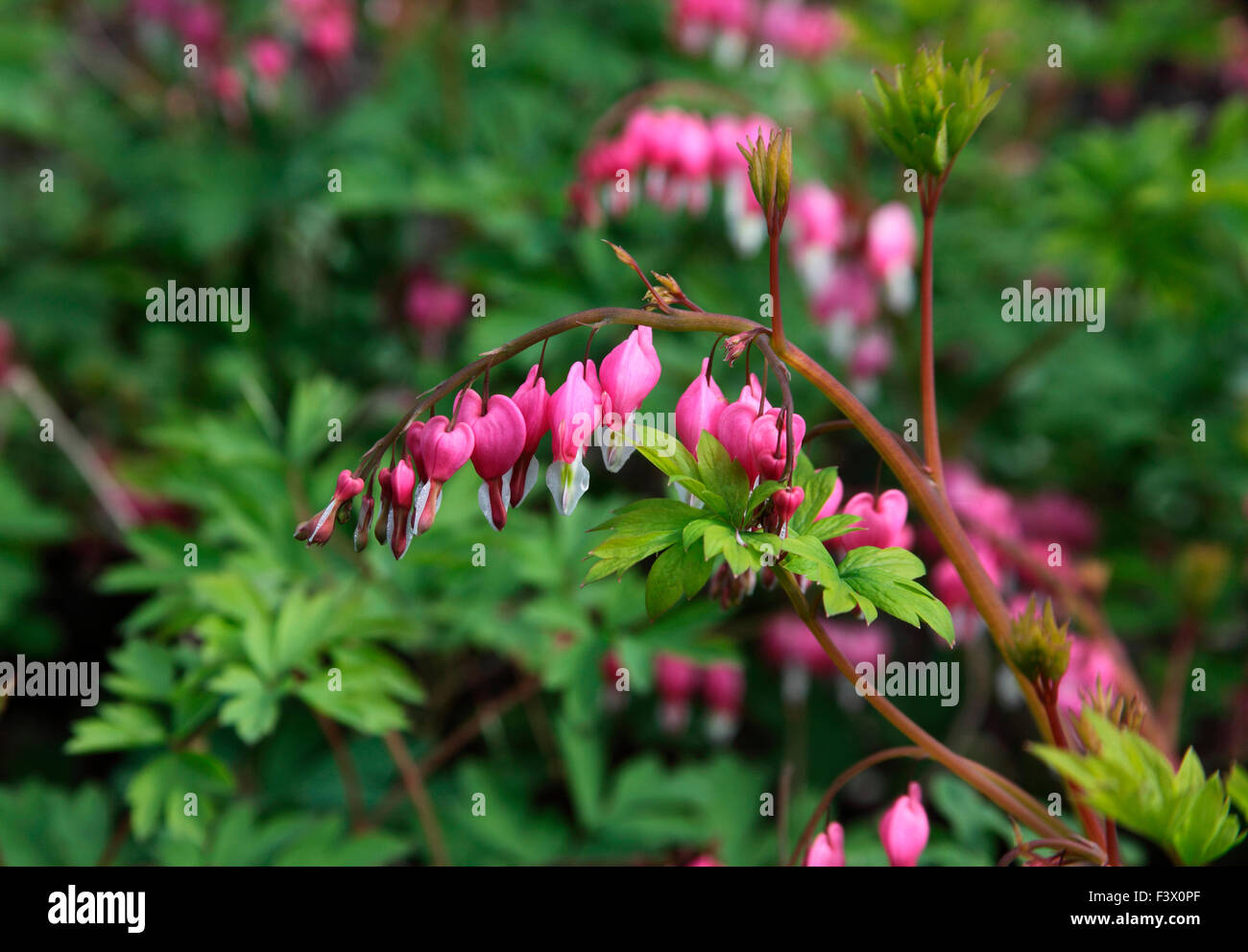 Dicentra spectabilis plant in fllower Stock Photo Alamy