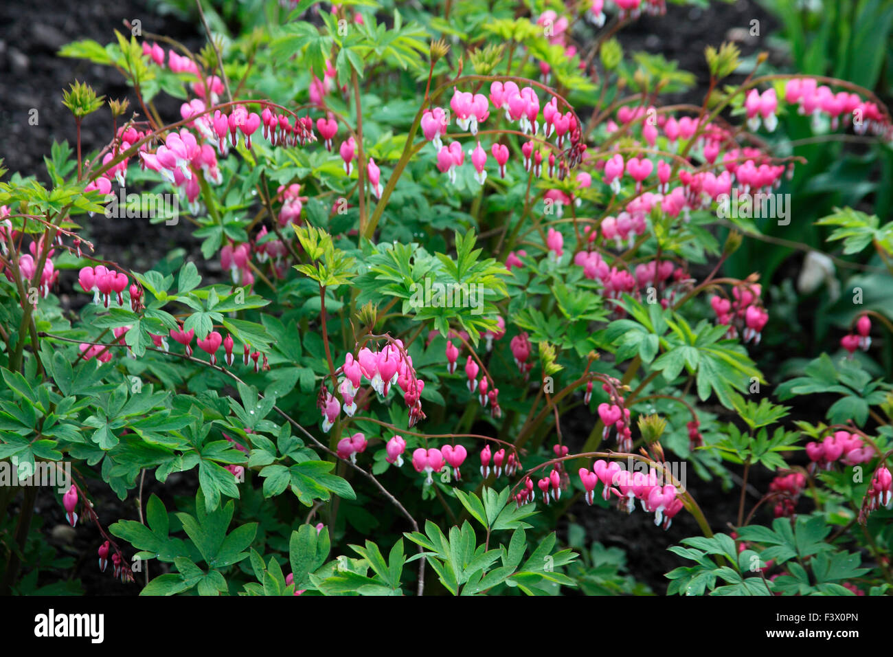 Dicentra spectabilis plant in fllower Stock Photo