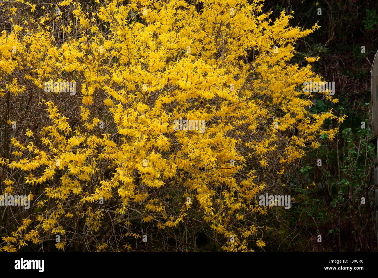 Forsythia x intermedia 'Lynwood' shrub in flower Stock Photo