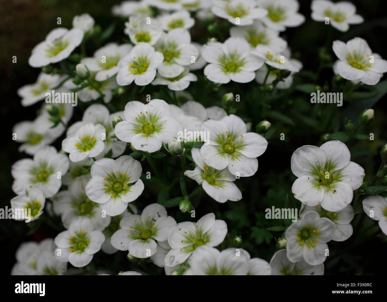 Saxifraga arendisii 'White Carpet' close up of flowers Stock Photo