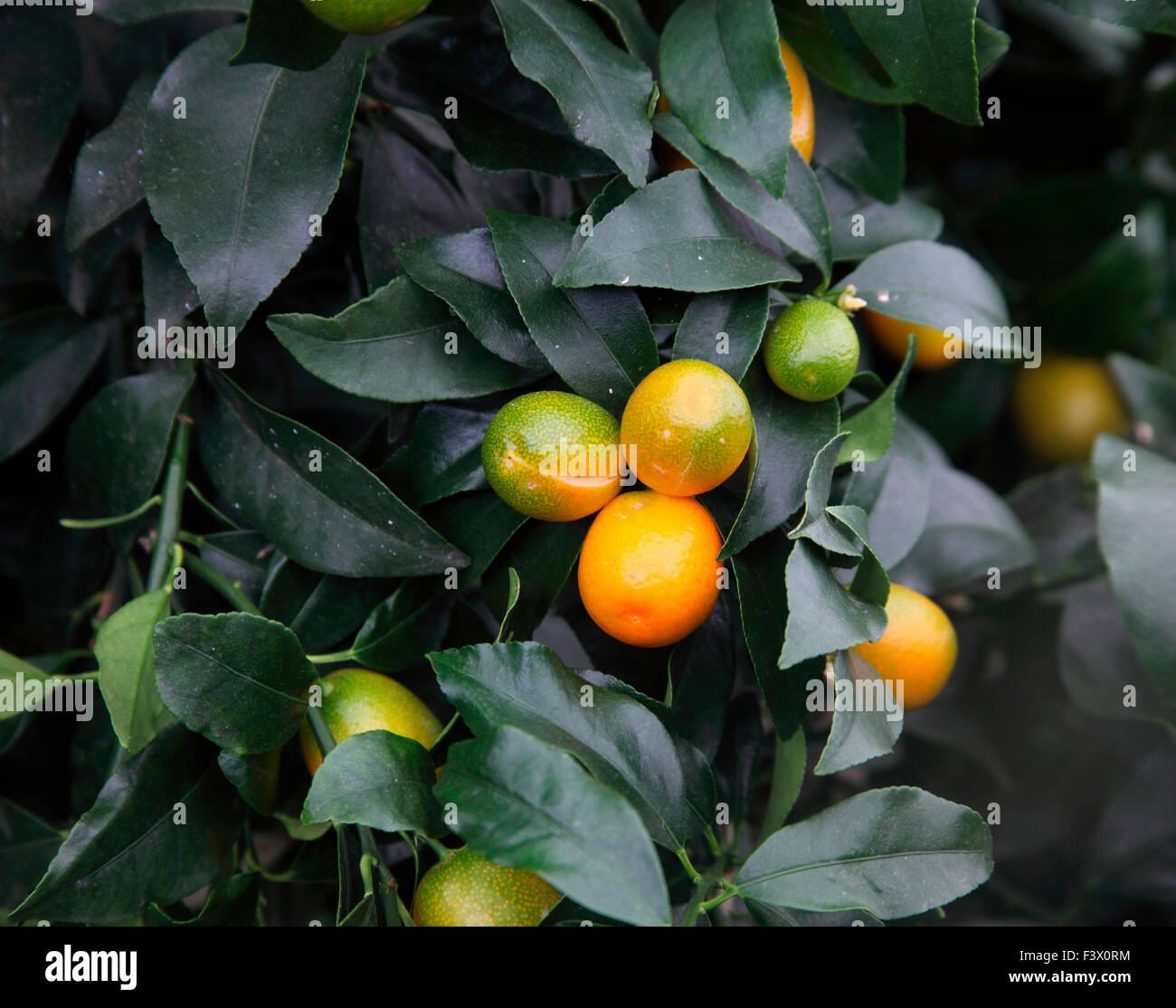 Fortunella margarita 'Nagami' Kumquat close up of fruit Stock Photo