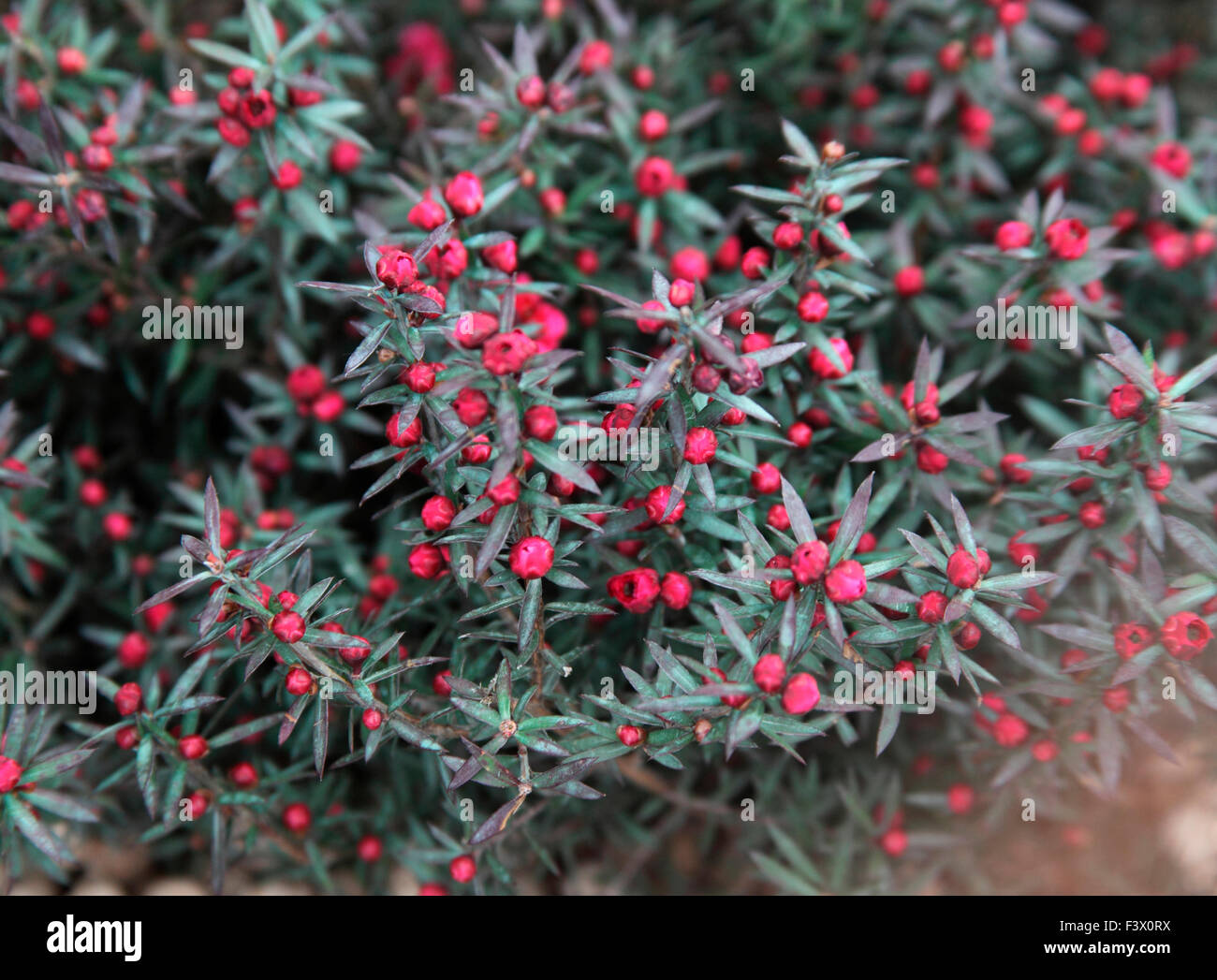 Leptospermum scopanium Red Damask Manuka close up of flowers Stock Photo